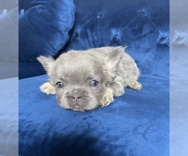 Medium Photo #10 French Bulldog Puppy For Sale in CORPUS CHRISTI, TX, USA