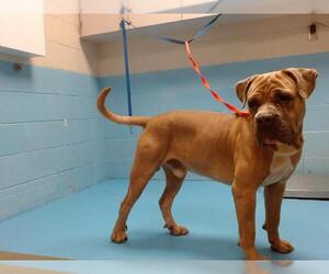 Mastiff-Unknown Mix Dogs for adoption in Moreno Valley, CA, USA