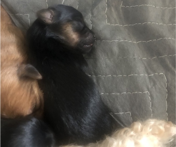 Medium Photo #2 Morkie Puppy For Sale in AMARILLO, TX, USA