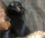 Small Photo #2 Morkie Puppy For Sale in AMARILLO, TX, USA