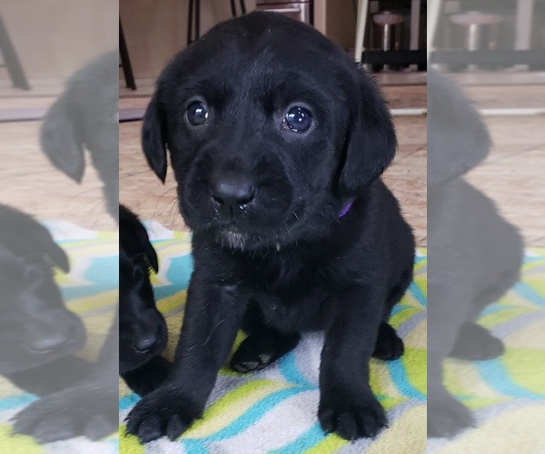 Medium Photo #147 Labrador Retriever Puppy For Sale in OLYMPIA, WA, USA