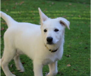 German Shepherd Dog Dogs for adoption in San Diego, CA, USA