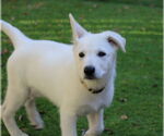 Small German Shepherd Dog