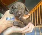 Puppy Blue Brown Male Vizsla-Weimaraner Mix