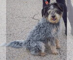Small Photo #3 Australian Shepherd-Unknown Mix Puppy For Sale in Huntley, IL, USA