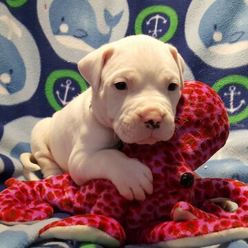 Medium Photo #42 Dogo Argentino Puppy For Sale in PINEVILLE, MO, USA