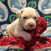 Small Photo #42 Dogo Argentino Puppy For Sale in PINEVILLE, MO, USA