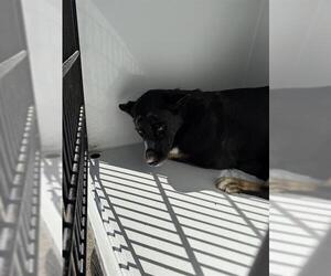 - Mix Dogs for adoption in Houston, TX, USA
