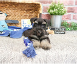 Small #8 Schnauzer (Miniature)