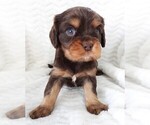 Puppy Puppy 3 Male Cavalier King Charles Spaniel