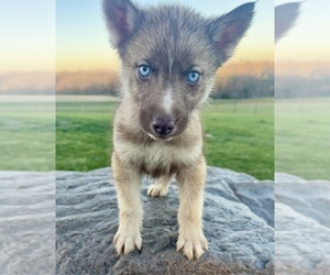 Siberian Husky Puppy for Sale in DEARBORN, Missouri USA