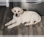 Small Photo #1 Labrador Retriever Puppy For Sale in ELIZABETH CITY, NC, USA