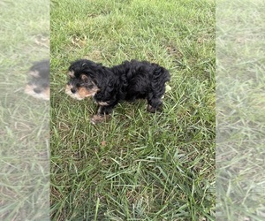 Yorkshire Terrier Puppy for sale in EMPORIA, KS, USA