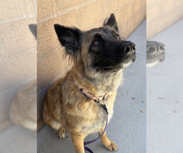 Medium Photo #3 Mutt Puppy For Sale in Salinas, CA, USA