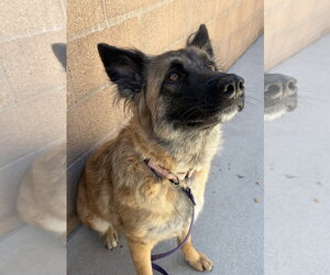 Heidi - Female Mutt Dog for Adoption - Photo #3