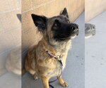 Small #2 Mutt