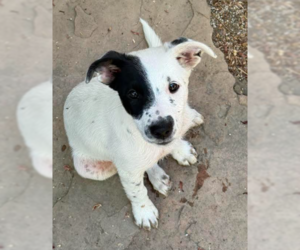 Mutt Dogs for adoption in Davis, CA, USA