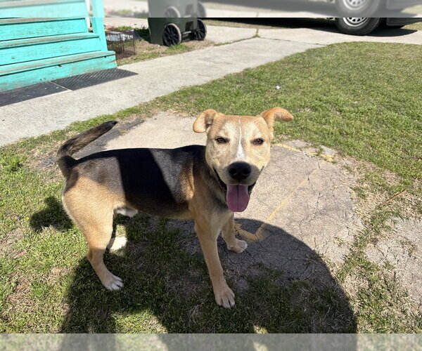 Medium Photo #1 Mutt Puppy For Sale in Elmsford, NY, USA