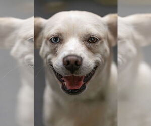 Chihuahua-Siberian Husky Mix Dogs for adoption in Oakhurst, NJ, USA