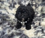 Small Poodle (Toy)