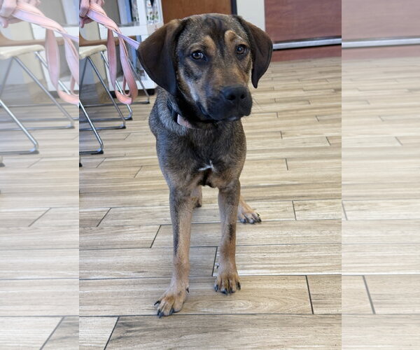 Medium Photo #4 Beagle-Unknown Mix Puppy For Sale in Valrico, FL, USA