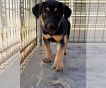 Small #2 Shepweiller