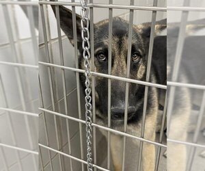 German Shepherd Dog-Unknown Mix Dogs for adoption in Las Vegas, NV, USA