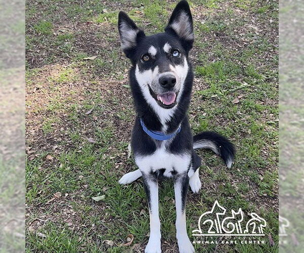 Medium Photo #1 Siberian Husky Puppy For Sale in Irvine, CA, USA