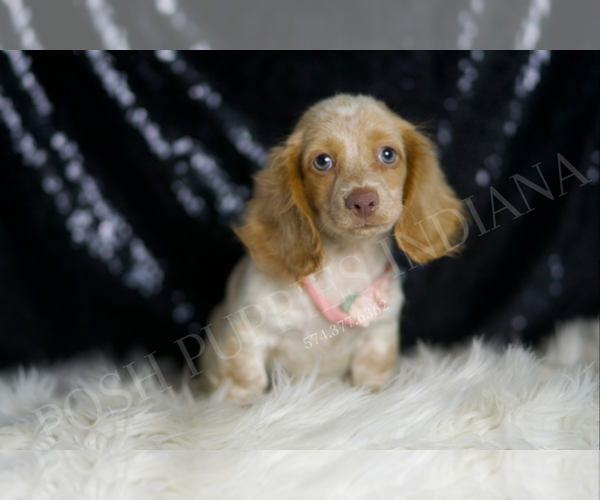 Medium Photo #5 Dachshund Puppy For Sale in WARSAW, IN, USA