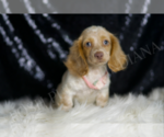 Small #4 Dachshund