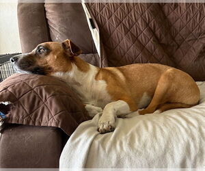 PEEP - Female Labrador Retriever-Unknown Mix Dog for Adoption - Photo #4