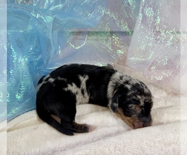 Medium Photo #6 Dachshund Puppy For Sale in CASSVILLE, MO, USA