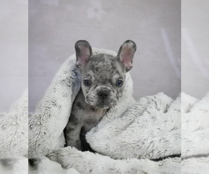 French Bulldog Puppy for sale in LOWELL, MA, USA