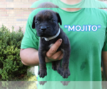 Small #4 America Bandogge Mastiff
