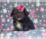 Small Photo #7 YorkiePoo Puppy For Sale in LAKELAND, FL, USA