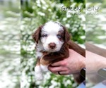 Puppy Grizzly Australian Shepherd