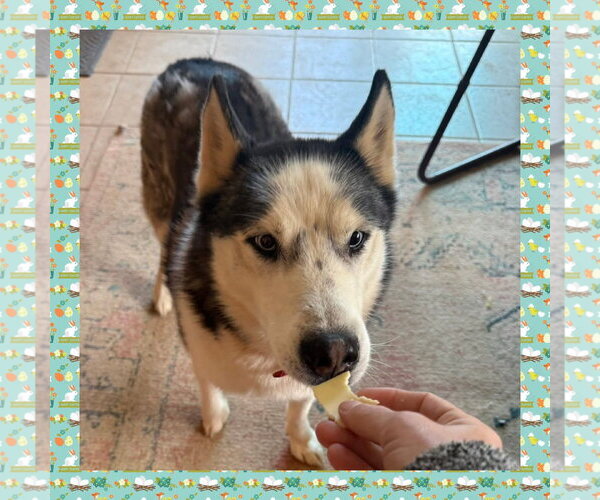 Medium Photo #1 Siberian Husky Puppy For Sale in Uwchlan, PA, USA