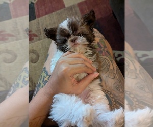 Shih Tzu Puppy for sale in HYATTSVILLE, MD, USA