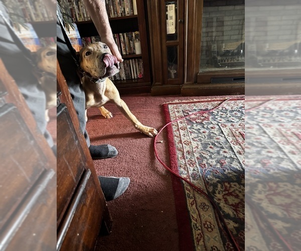 Medium Photo #26 Great Dane Puppy For Sale in ALIQUIPPA, PA, USA