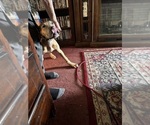 Small #25 Great Dane