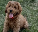 Puppy Puppy 10 Goldendoodle (Miniature)