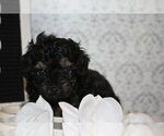 Small Photo #1 Poodle (Toy)-Yorkshire Terrier Mix Puppy For Sale in FAYETTEVILLE, NC, USA