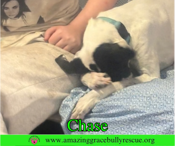 Medium Photo #5 Greyhound-Jack Russell Terrier Mix Puppy For Sale in Milton, FL, USA