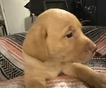 Small #7 Labrador Retriever