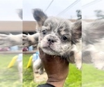 Small Photo #23 French Bulldog Puppy For Sale in NEW ORLEANS, LA, USA