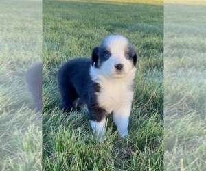 Australian Shepherd Puppy for sale in LODA, IL, USA