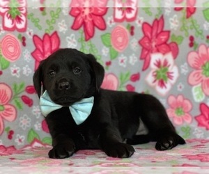 Golden Retriever-Rottweiler Mix Puppy for sale in LANCASTER, PA, USA