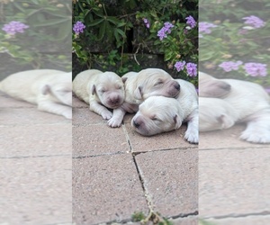 Golden Retriever Puppy for sale in ELVERTA, CA, USA