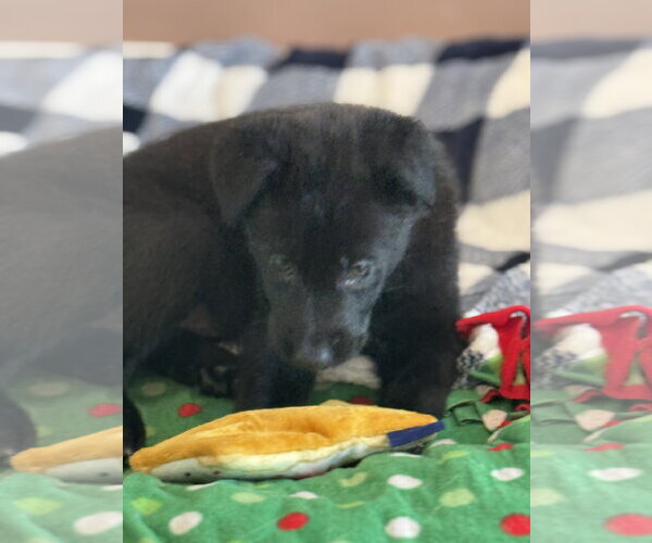 Medium Photo #4 Labrador Retriever-Unknown Mix Puppy For Sale in San Diego, CA, USA