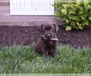 Labrador Retriever Puppy for sale in MILLERSBURG, OH, USA